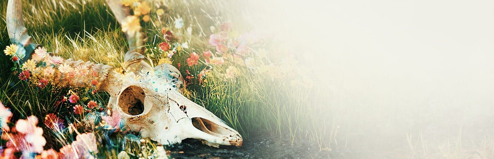 The Fading of Nicole Wilson — image 1